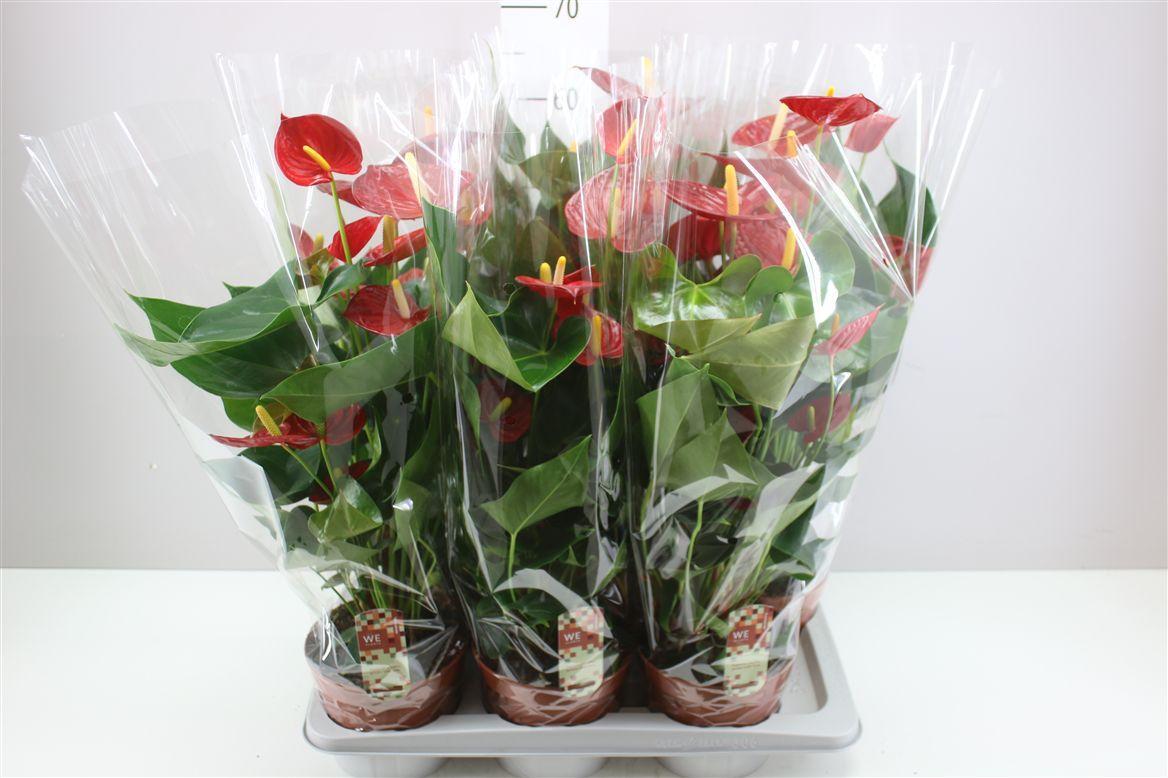 Горшечные цветы и растения оптом Anth An Tremendo от 6шт из Голландии с доставкой по России