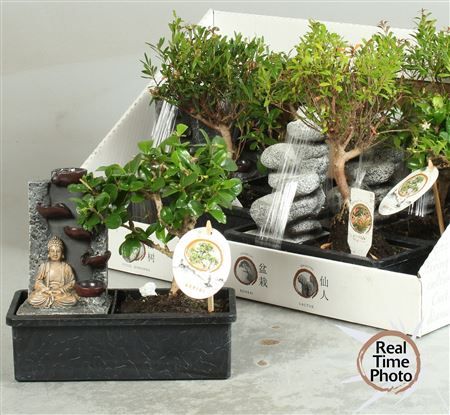 Горшечные цветы и растения оптом Bonsai Mixed Ball In Ø22cm Waterfall от 6шт из Голландии с доставкой по России
