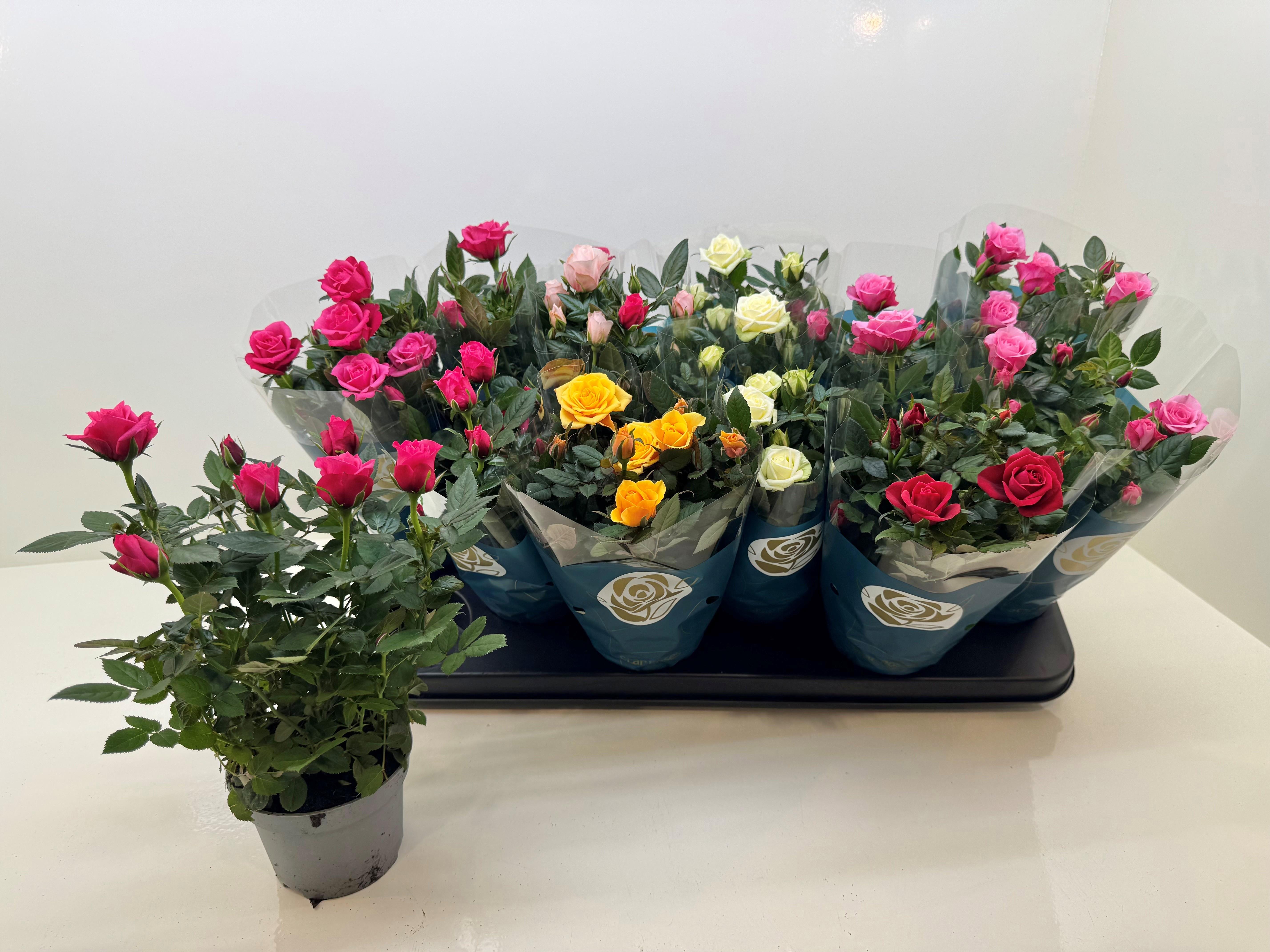 Горшечные цветы и растения оптом Ro Star Roses Gem от 12шт из Голландии с доставкой по России