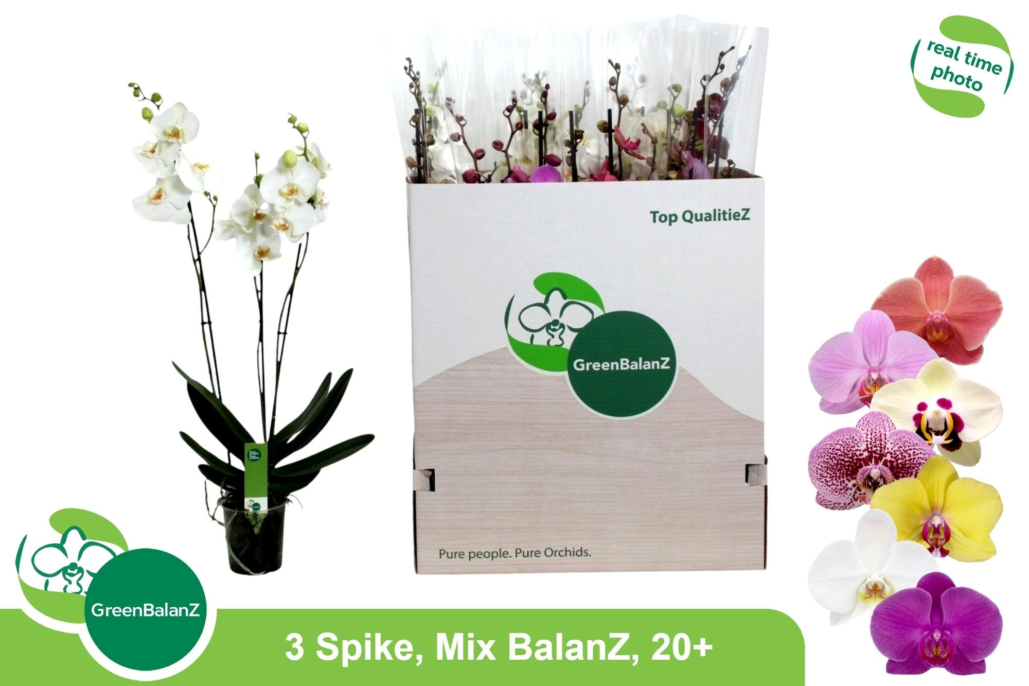 Горшечные цветы и растения оптом Phal Gem от 12шт из Голландии с доставкой по России