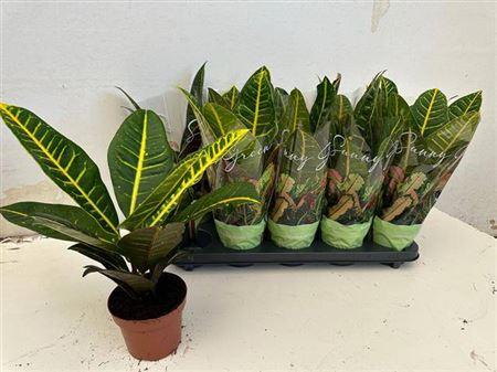 Горшечные цветы и растения оптом Cod Gr Petra от 10шт из Голландии с доставкой по России