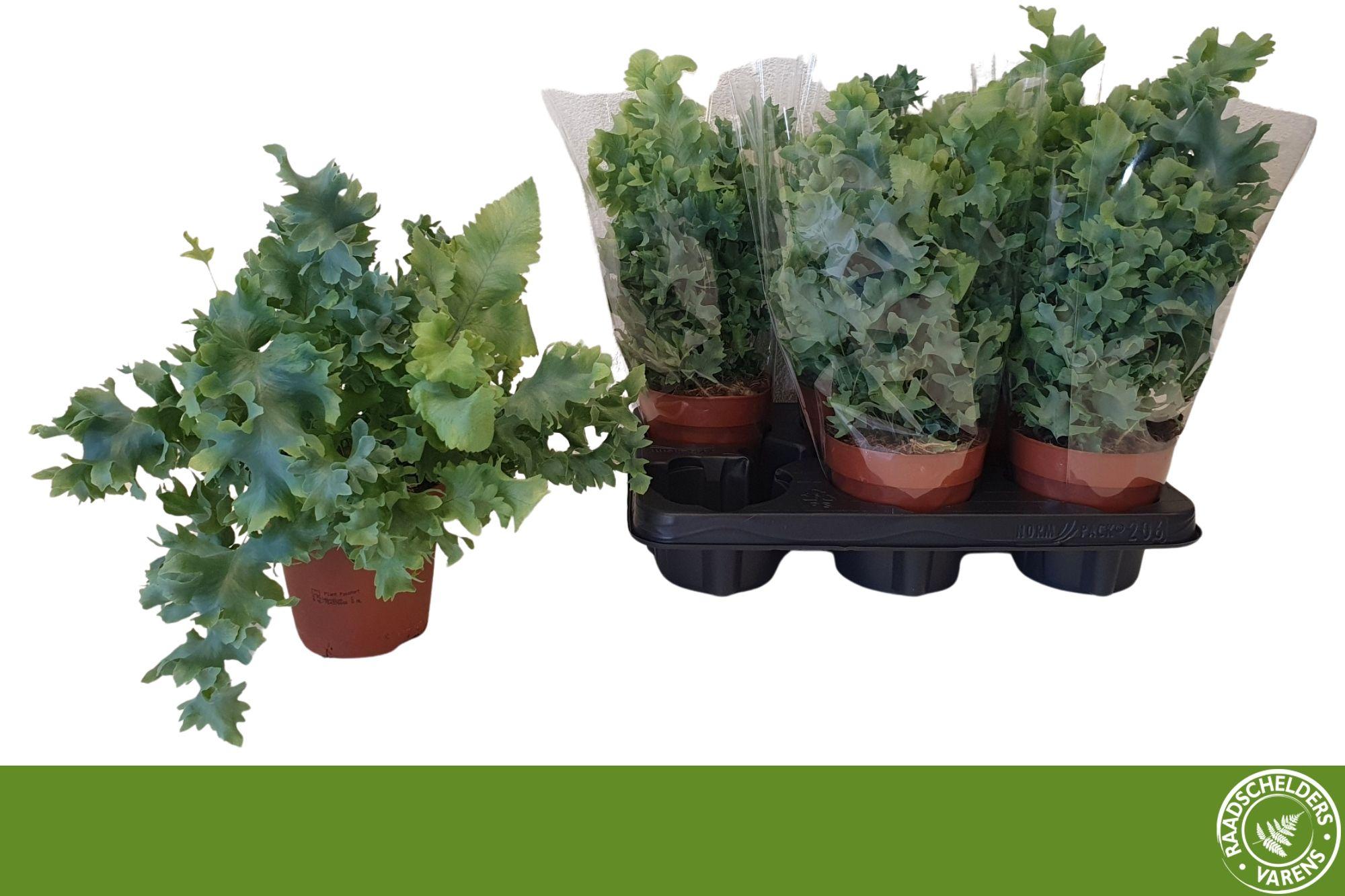 Горшечные цветы и растения оптом Phlebo A Davana от 6шт из Голландии с доставкой по России Горшечные цветы и растения оптом Phlebo A Davana от 6шт из Голландии с доставкой по России