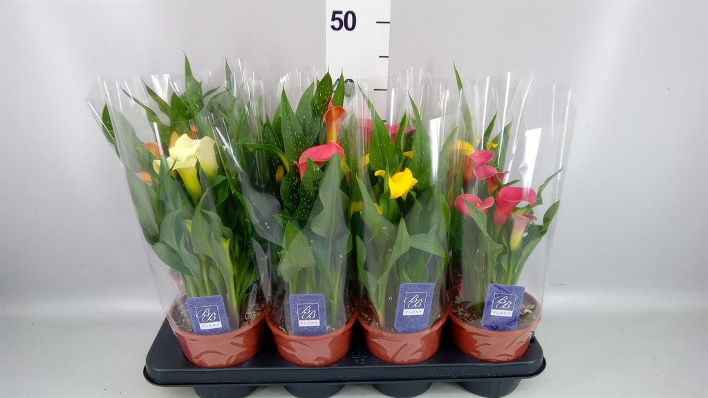 Горшечные цветы и растения оптом Zantedeschia ...mix от 8шт из Голландии с доставкой по России