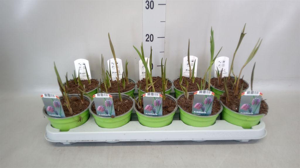 Горшечные цветы и растения оптом Fritillaria Meleagris от 10шт из Голландии с доставкой по России