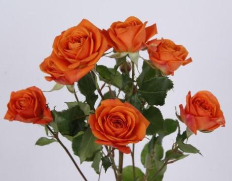Срезанные цветы оптом Rosa spray (our choice) orange от 60шт из Голландии с доставкой по России