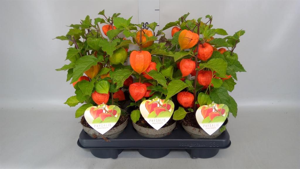 Горшечные цветы и растения оптом Physalis Alkekengi от 6шт из Голландии с доставкой по России