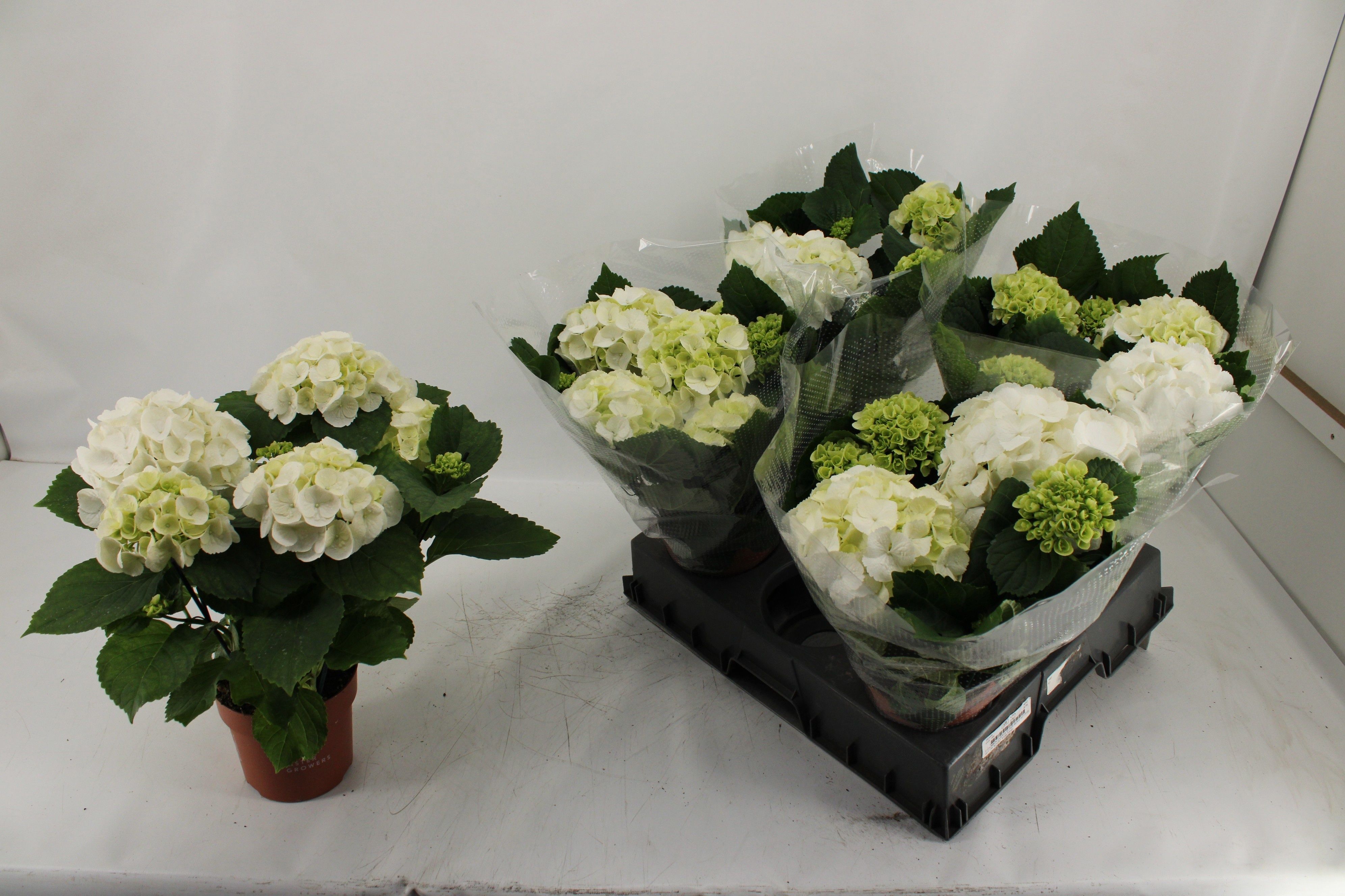 Горшечные цветы и растения оптом Hydr M Schneeball от 5шт из Голландии с доставкой по России