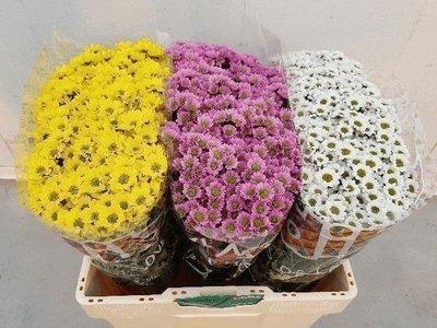 Срезанные цветы оптом Chrys sa mix singel mix 3 coll от 75шт из Голландии с доставкой по России