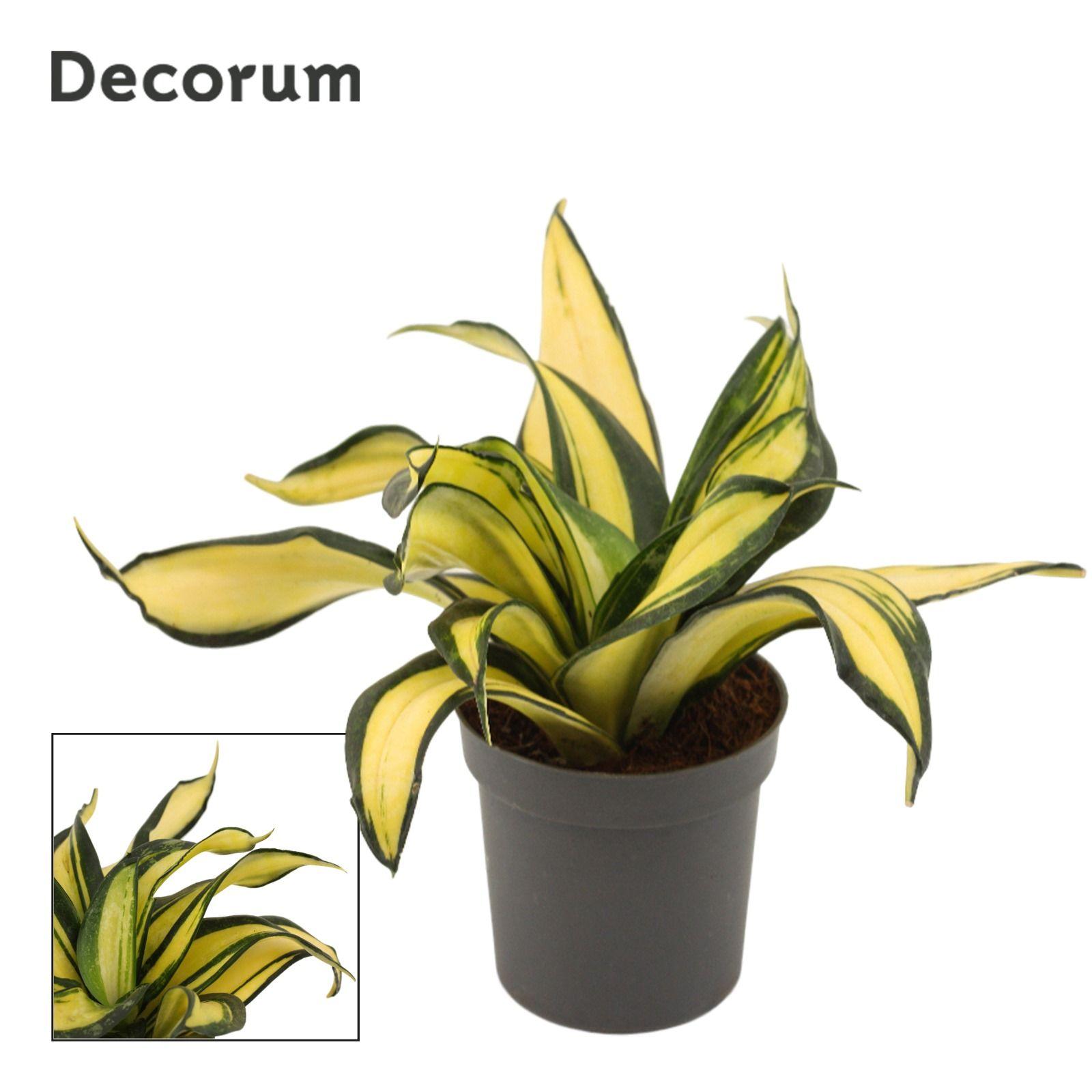 Горшечные цветы и растения оптом Sansevieria Hahnii 9 Cm Galaxy Star (decorum) от 18шт (для телеги) из Голландии с доставкой по России