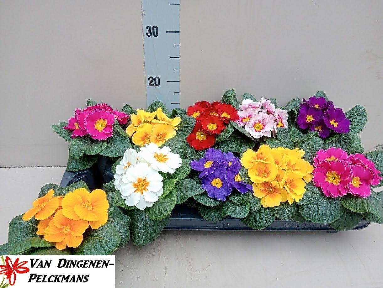 Горшечные цветы и растения оптом Prim Acaulis Gemengd от 10шт из Голландии с доставкой по России