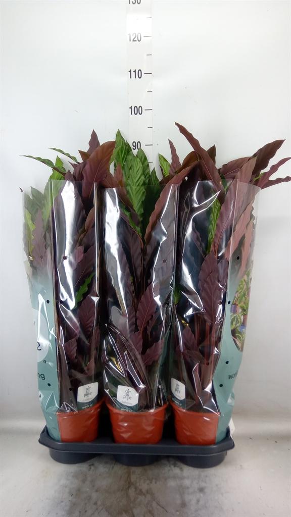 Горшечные цветы и растения оптом Calathea Rufibarba от 3шт из Голландии с доставкой по России