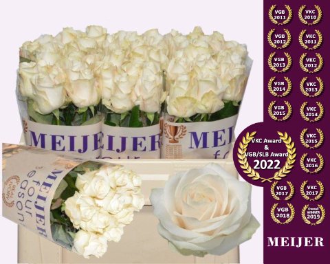 Срезанные цветы оптом Rosa large four seasons+ от 60шт из Голландии с доставкой по России