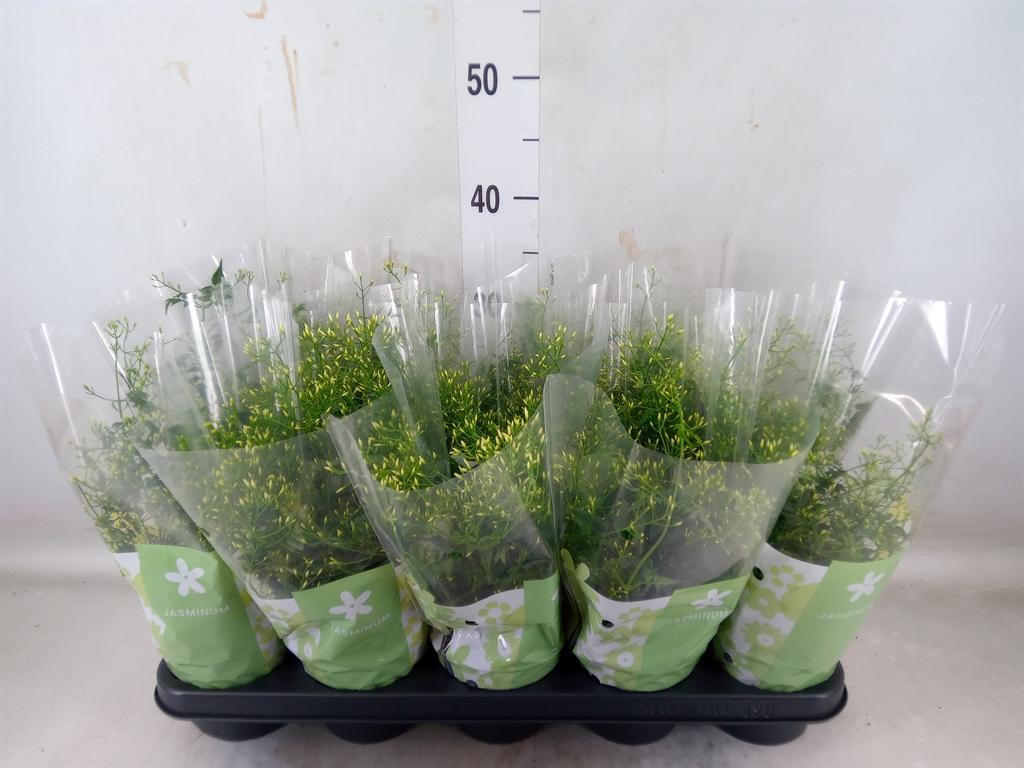 Горшечные цветы и растения оптом Jasminum Polyanthum от 10шт из Голландии с доставкой по России