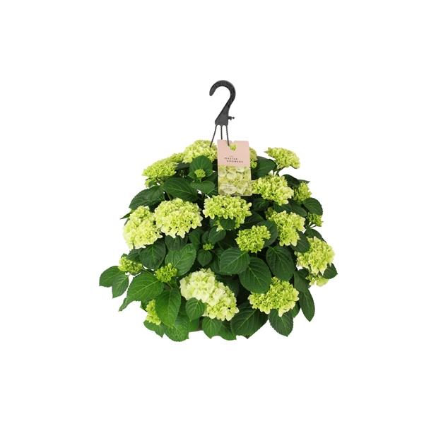 Горшечные цветы и растения оптом Hydrangea Ma White Hanging Pot 15+ от 1шт из Голландии с доставкой по России