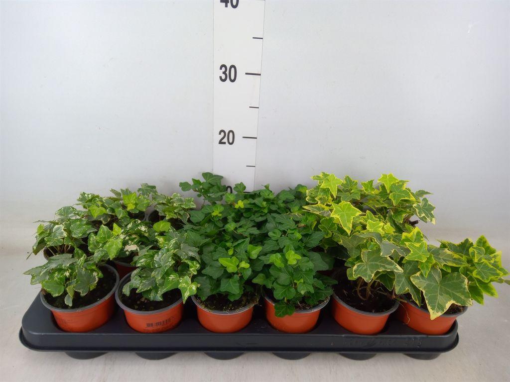 Горшечные цветы и растения оптом Hedera Helix   ...mix 3 от 18шт (для телеги) из Голландии с доставкой по России