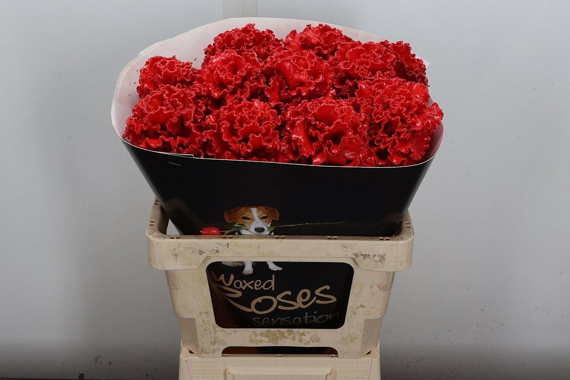 Срезанные цветы оптом Brassica wax fringed red от 10шт из Голландии с доставкой по России