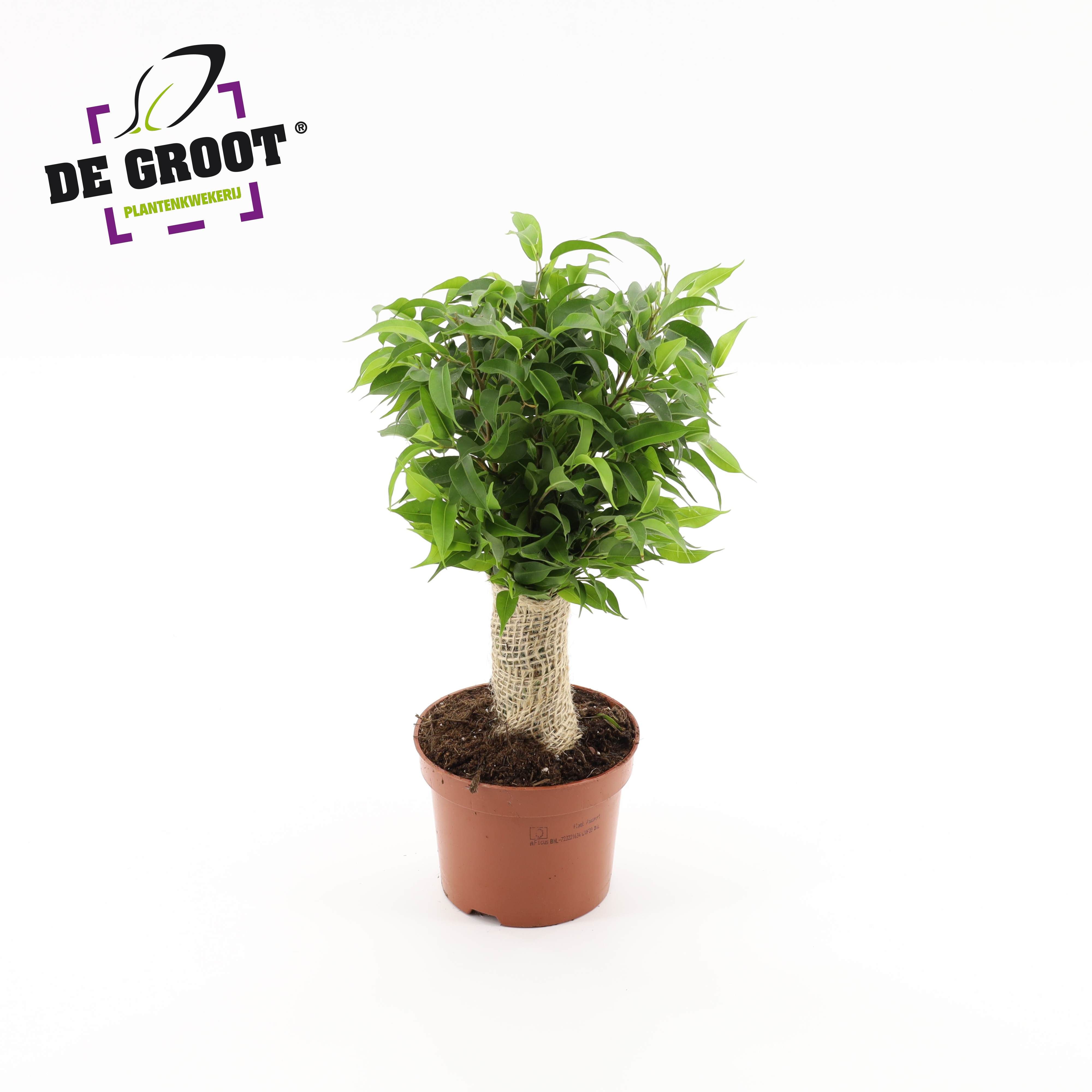 Горшечные цветы и растения оптом Ficus Be Natasja Jute Stem от 10шт из Голландии с доставкой по России