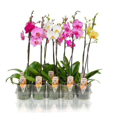 Горшечные цветы и растения оптом Phal 1st Mix 6+ (maarel) (a) от 10шт из Голландии с доставкой по России