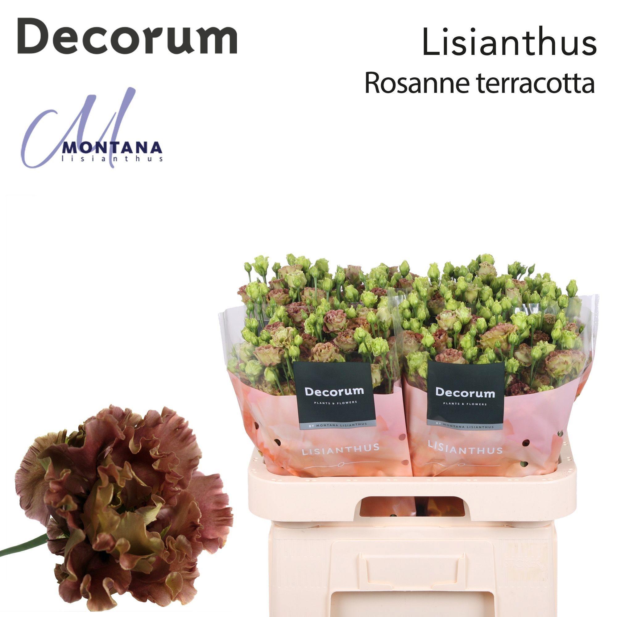 Срезанные цветы оптом Lisianthus do rosanne light terracotta от 20шт из Голландии с доставкой по России