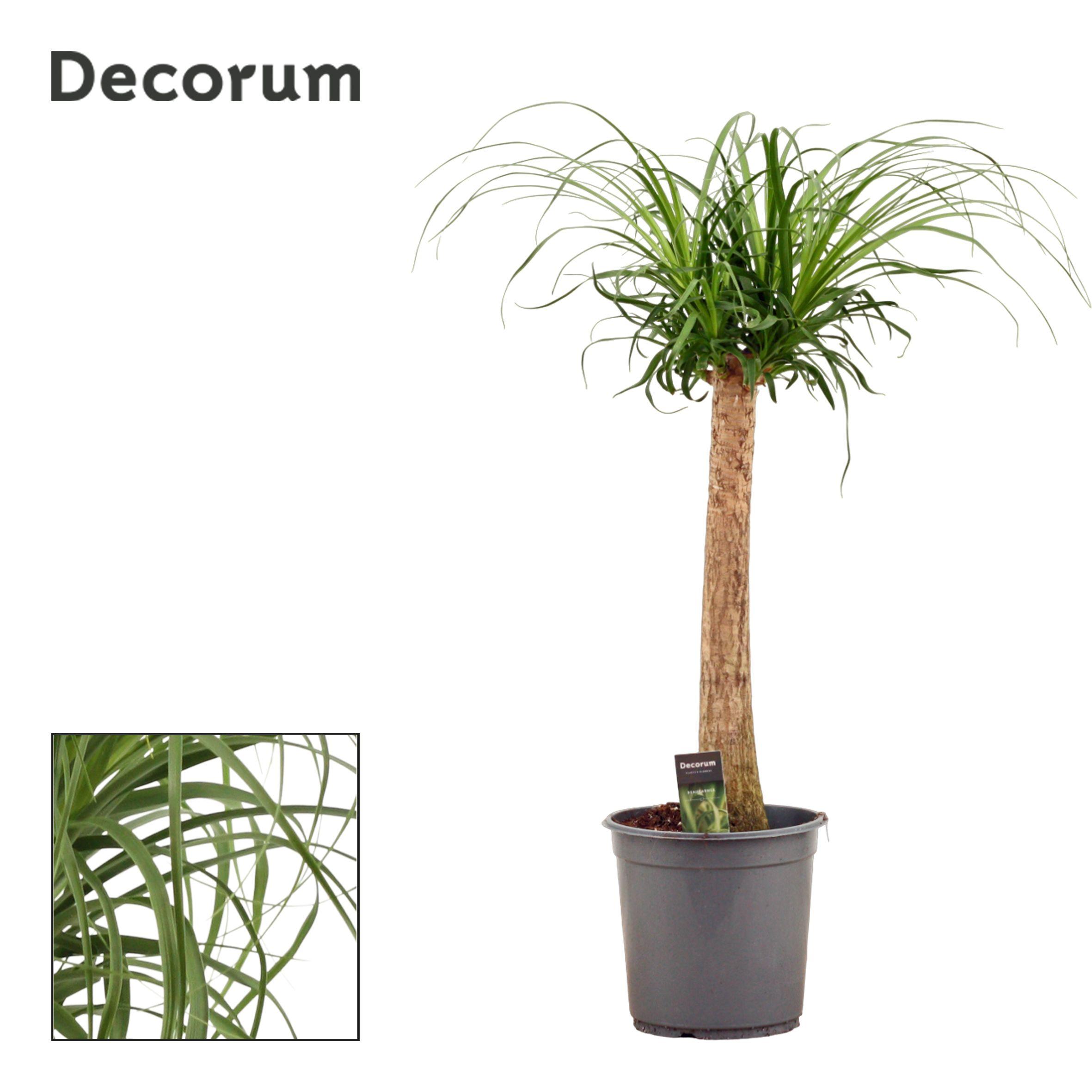 Горшечные цветы и растения оптом Beaucarnea On Stem (decorum) от 1шт из Голландии с доставкой по России
