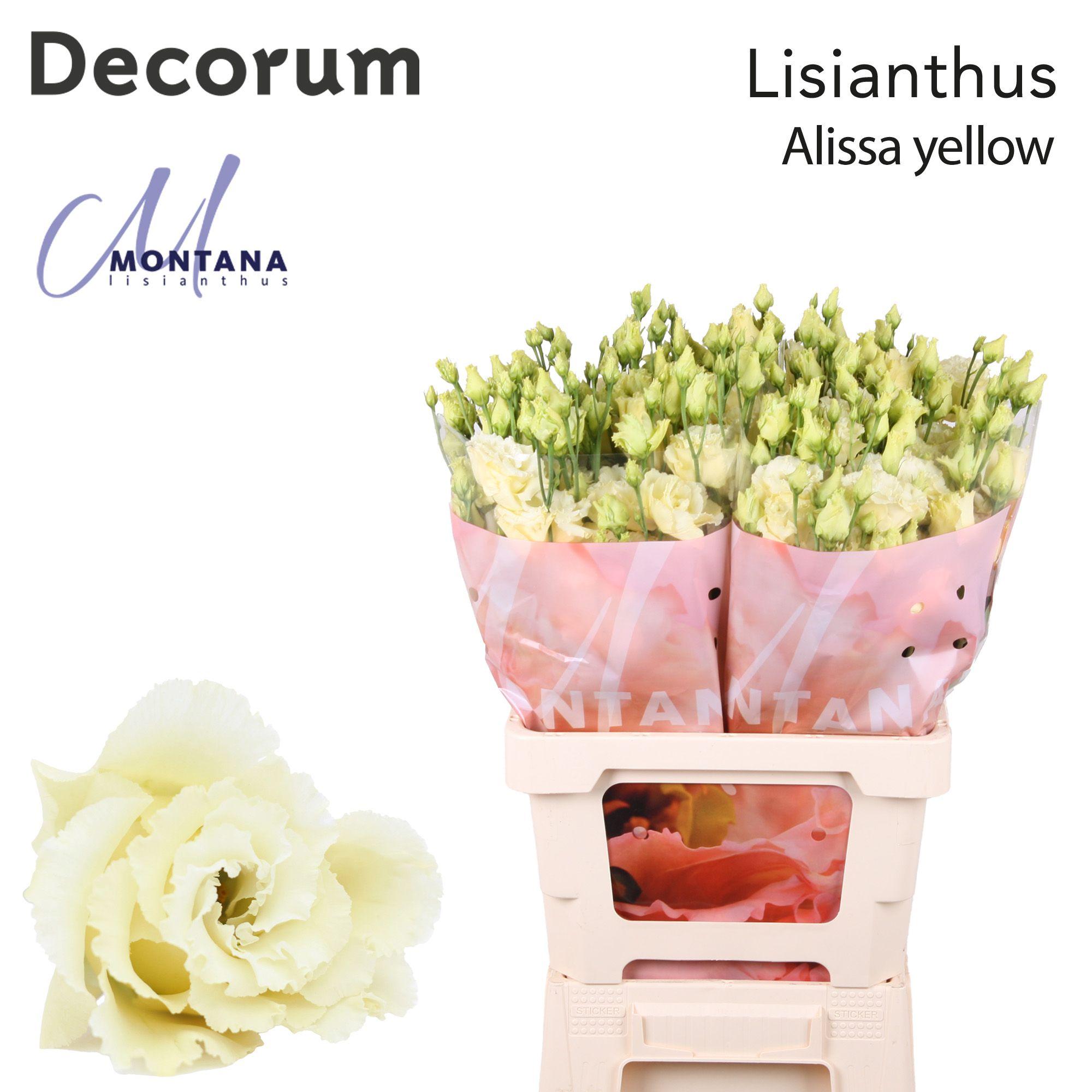 Срезанные цветы оптом Lisianthus do alissa yellow от 20шт из Голландии с доставкой по России