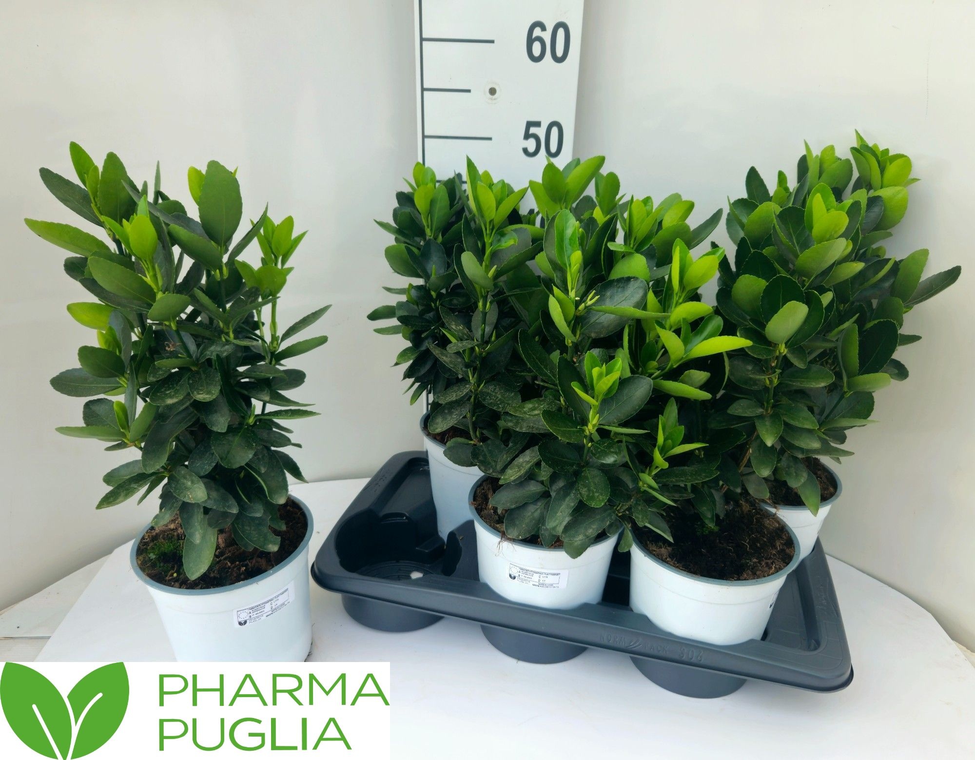 Горшечные цветы и растения оптом Euonymus Jap Gr Rock от 6шт из Голландии с доставкой по России