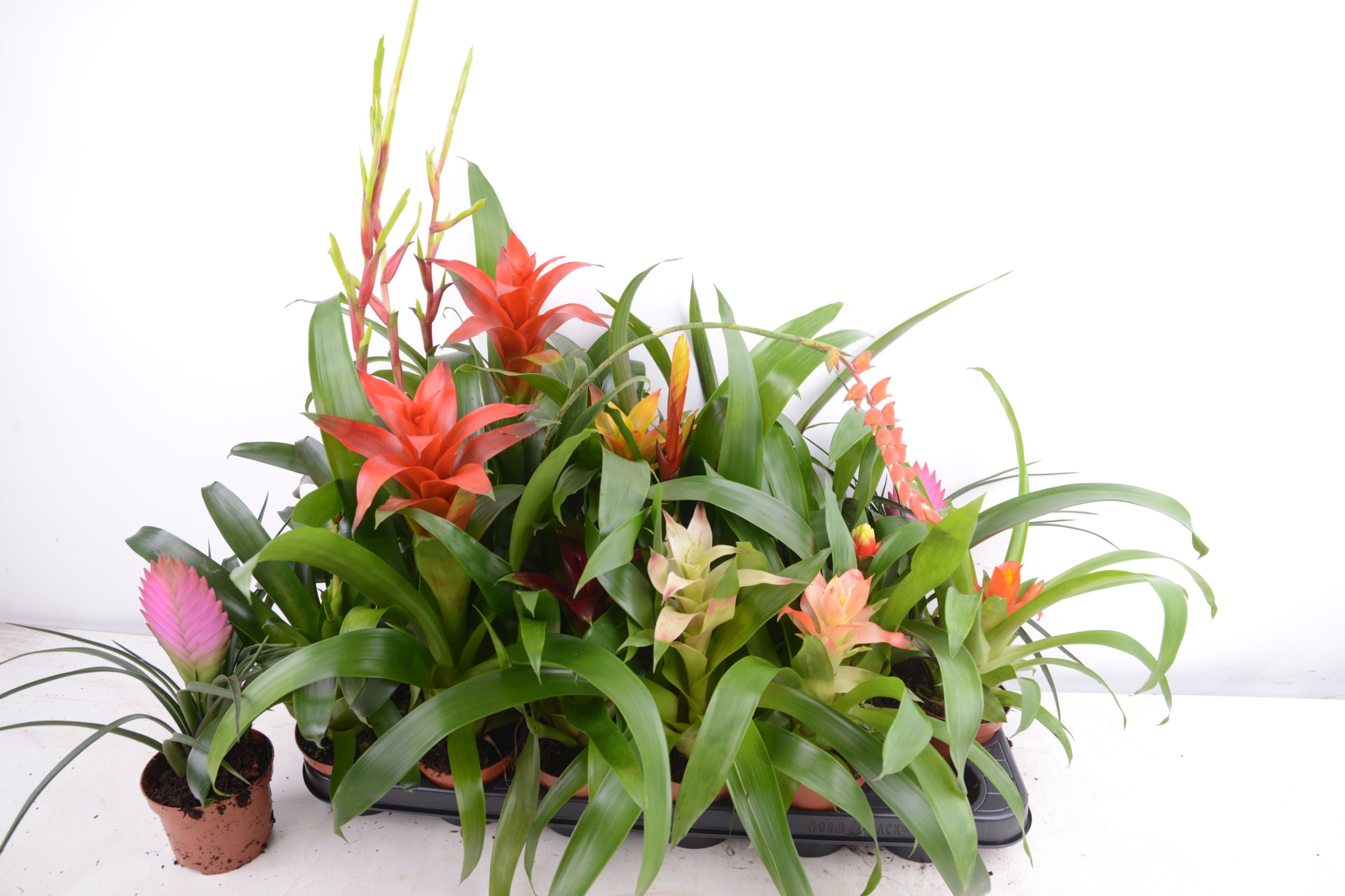 Горшечные цветы и растения оптом Bromelia  Gem 14 Srt от 18шт из Голландии с доставкой по России