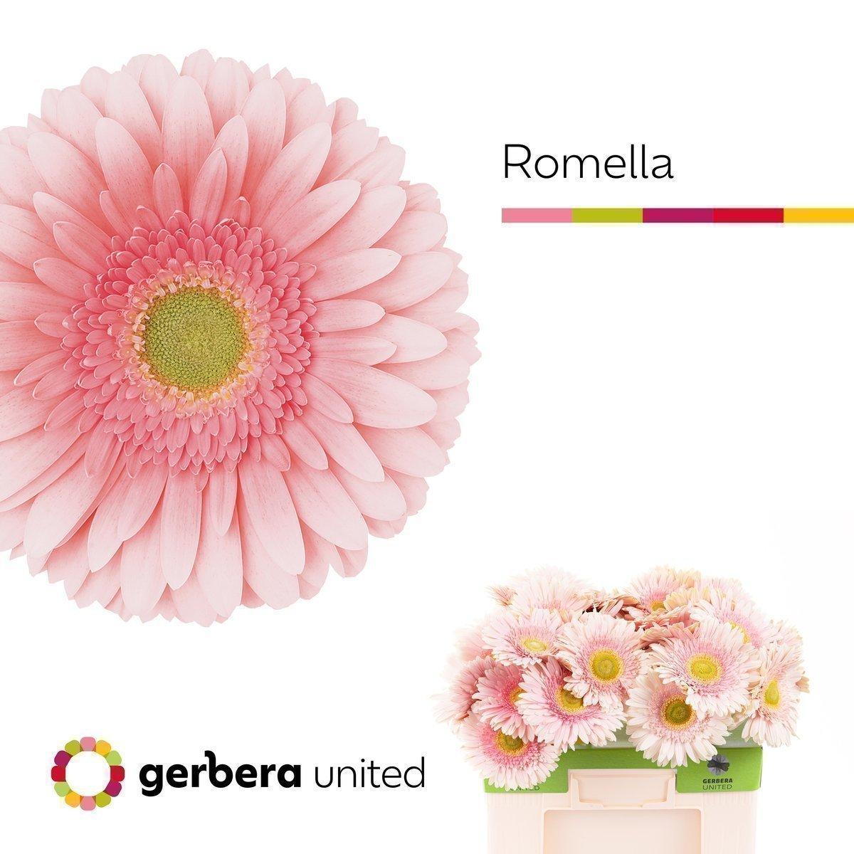Срезанные цветы оптом Gerbera romella от 50шт из Голландии с доставкой по России