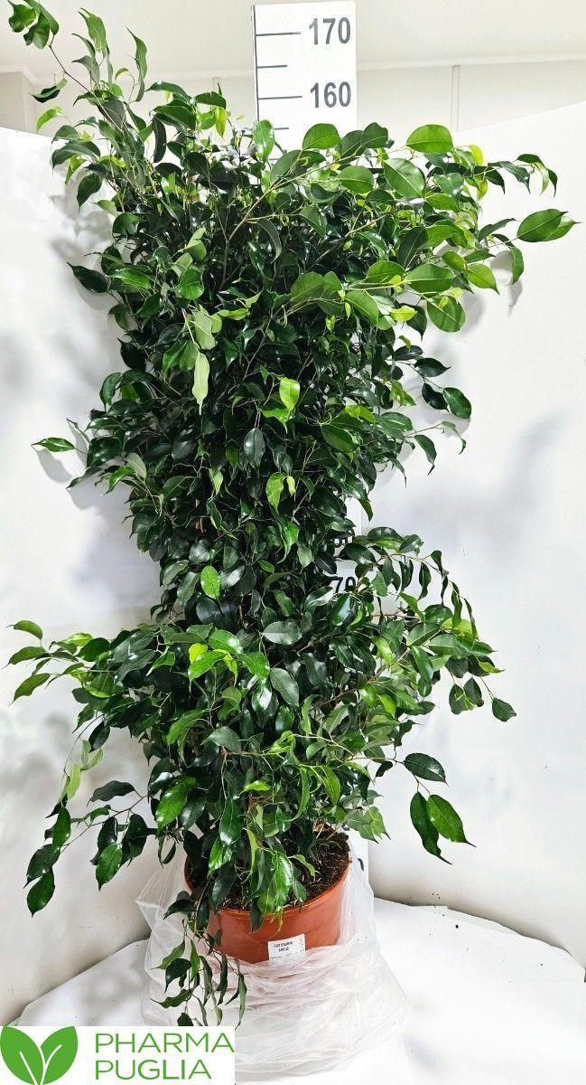 Горшечные цветы и растения оптом Fic Be Danielle от 1шт из Голландии с доставкой по России