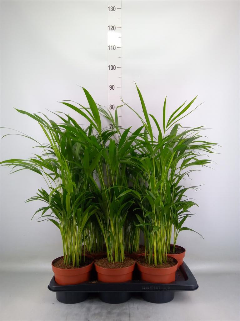 Горшечные цветы и растения оптом Dypsis Lutescens   ...chrysalidoca от 6шт из Голландии с доставкой по России