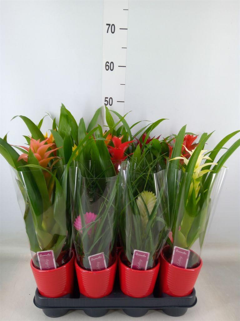 Горшечные цветы и растения оптом Bromelia   ...mix от 11шт из Голландии с доставкой по России