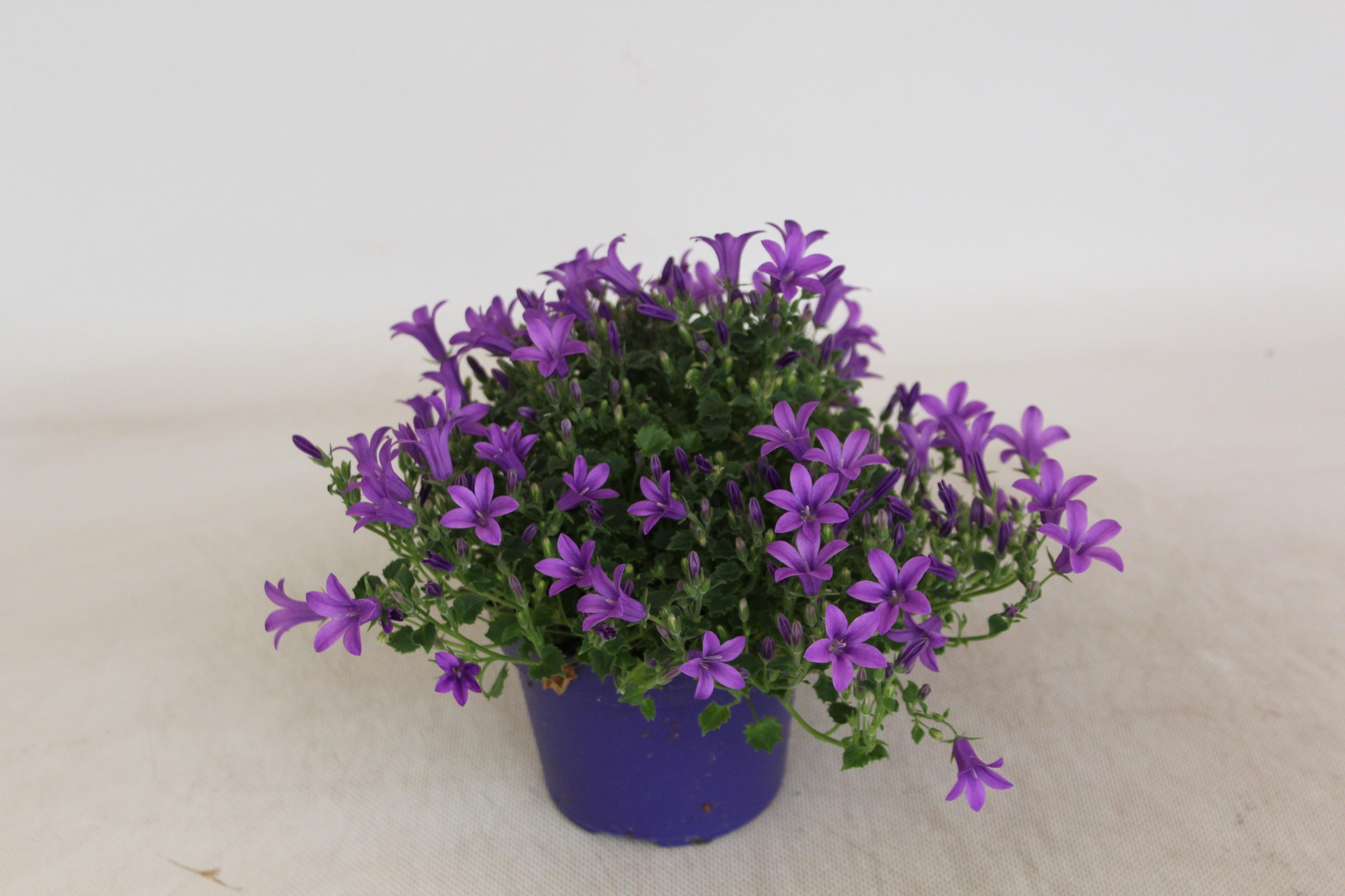 Горшечные цветы и растения оптом Campanula Donker Paars Portenschlagiana Kosea Kris от 6шт (для телеги) из Голландии с доставкой по России