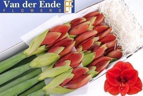 Срезанные цветы оптом Hippeastrum ferrari от 12шт из Голландии с доставкой по России