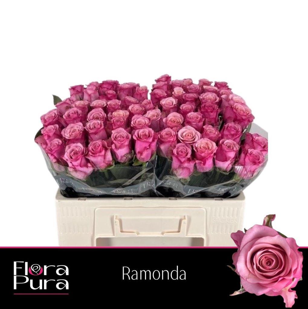 Срезанные цветы оптом Rosa large ramondo от 60шт. из Голландии с доставкой по России