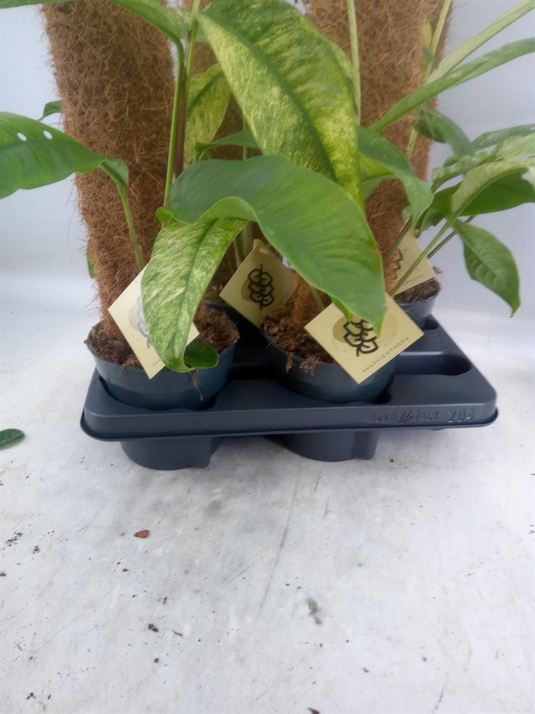 Горшечные цветы и растения оптом Planten   ...green L% от 4шт из Голландии с доставкой по России