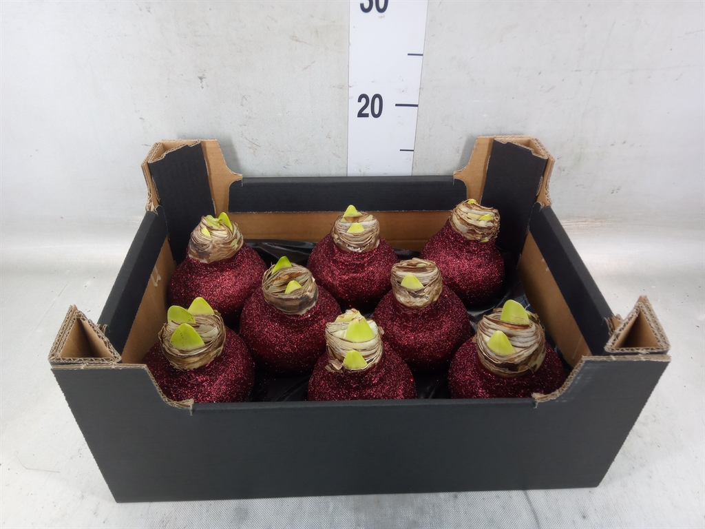 Горшечные цветы и растения оптом Hippeastrum   ...waxed H% от 8шт''' из Голландии с доставкой по России