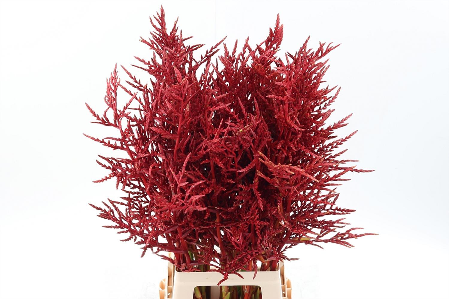 Срезанные цветы оптом Bromelia flower от 50шт из Голландии с доставкой по России