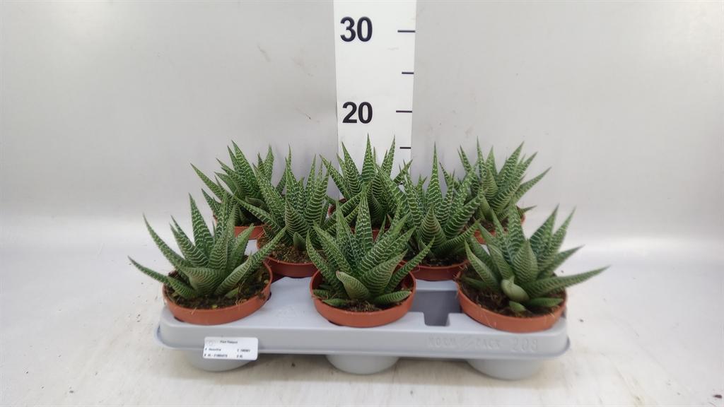 Горшечные цветы и растения оптом Haworthia Limifolia от 8шт из Голландии с доставкой по России