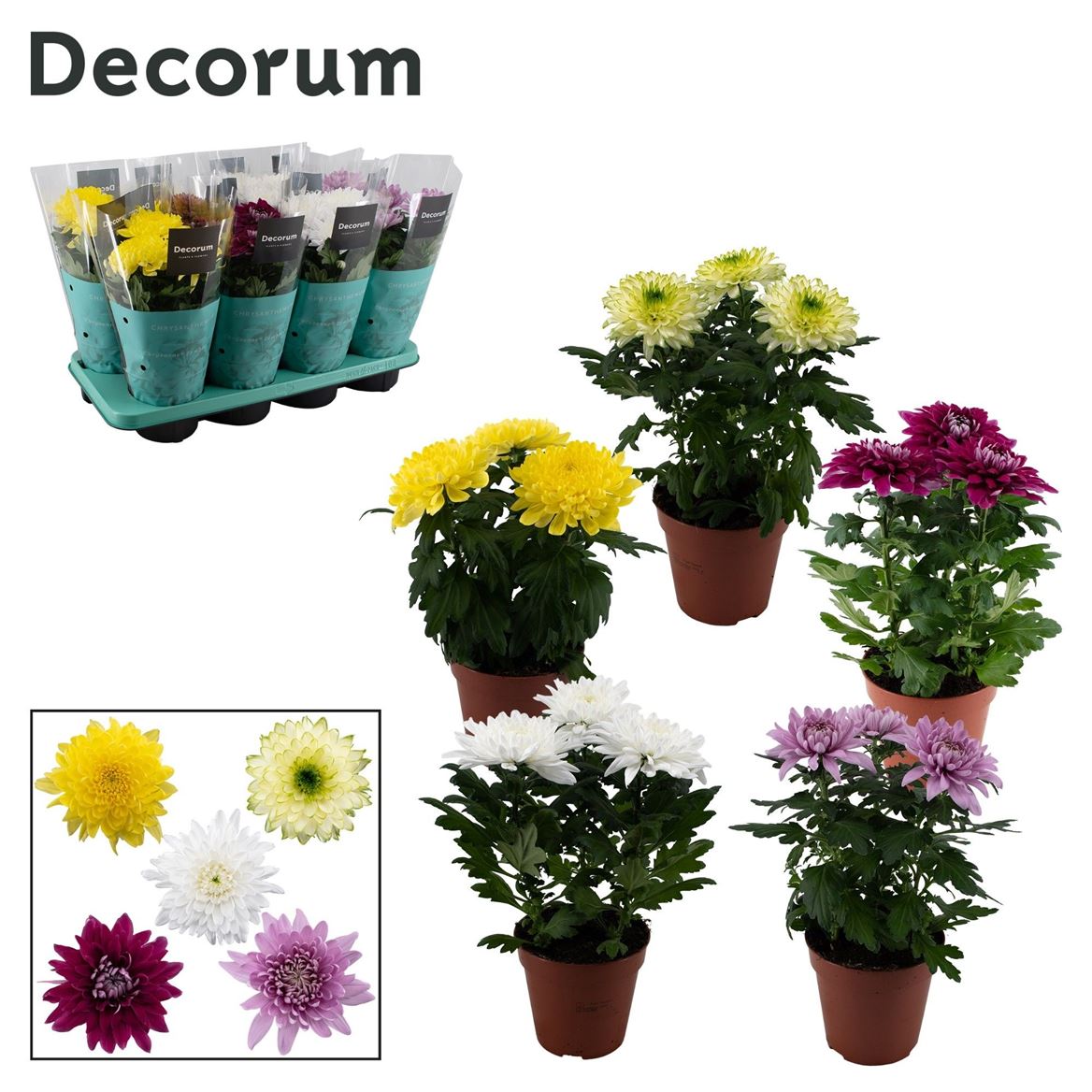 Горшечные цветы и растения оптом Chrys Zembla Mix 3pp (decorum) от 8шт из Голландии с доставкой по России