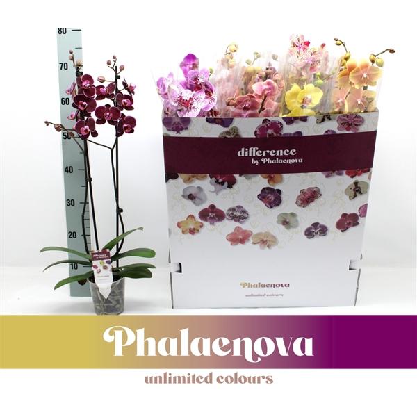 Горшечные цветы и растения оптом Phal 2st Mix 12color Mix 16+ (phalaenova) от 10шт из Голландии с доставкой по России