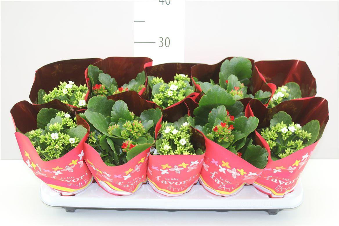 Горшечные цветы и растения оптом Kalanchoe Bl Rood Wit от 10шт из Голландии с доставкой по России