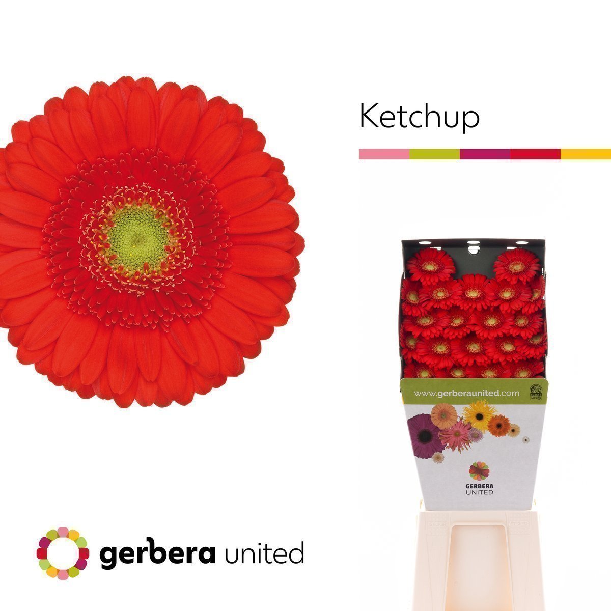 Срезанные цветы оптом Germini diamond ketchup от 80шт из Голландии с доставкой по России