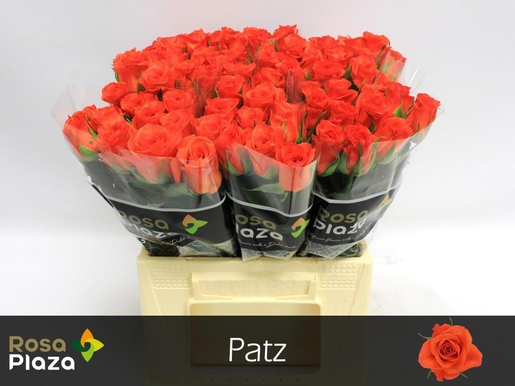 Срезанные цветы оптом Rosa large patz от 80шт из Голландии с доставкой по России