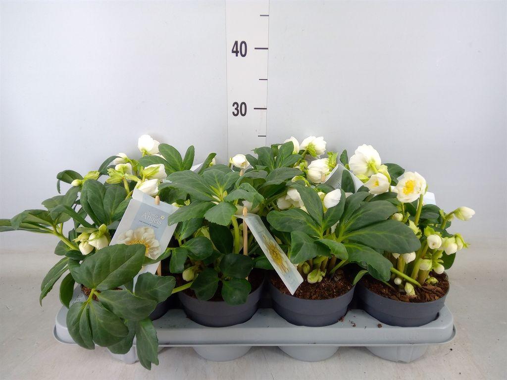 Горшечные цветы и растения оптом Helleborus   ... от 8шт из Голландии с доставкой по России