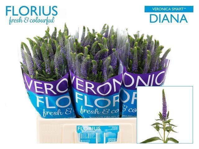 Срезанные цветы оптом Veronica blue от 150шт из Голландии с доставкой по России