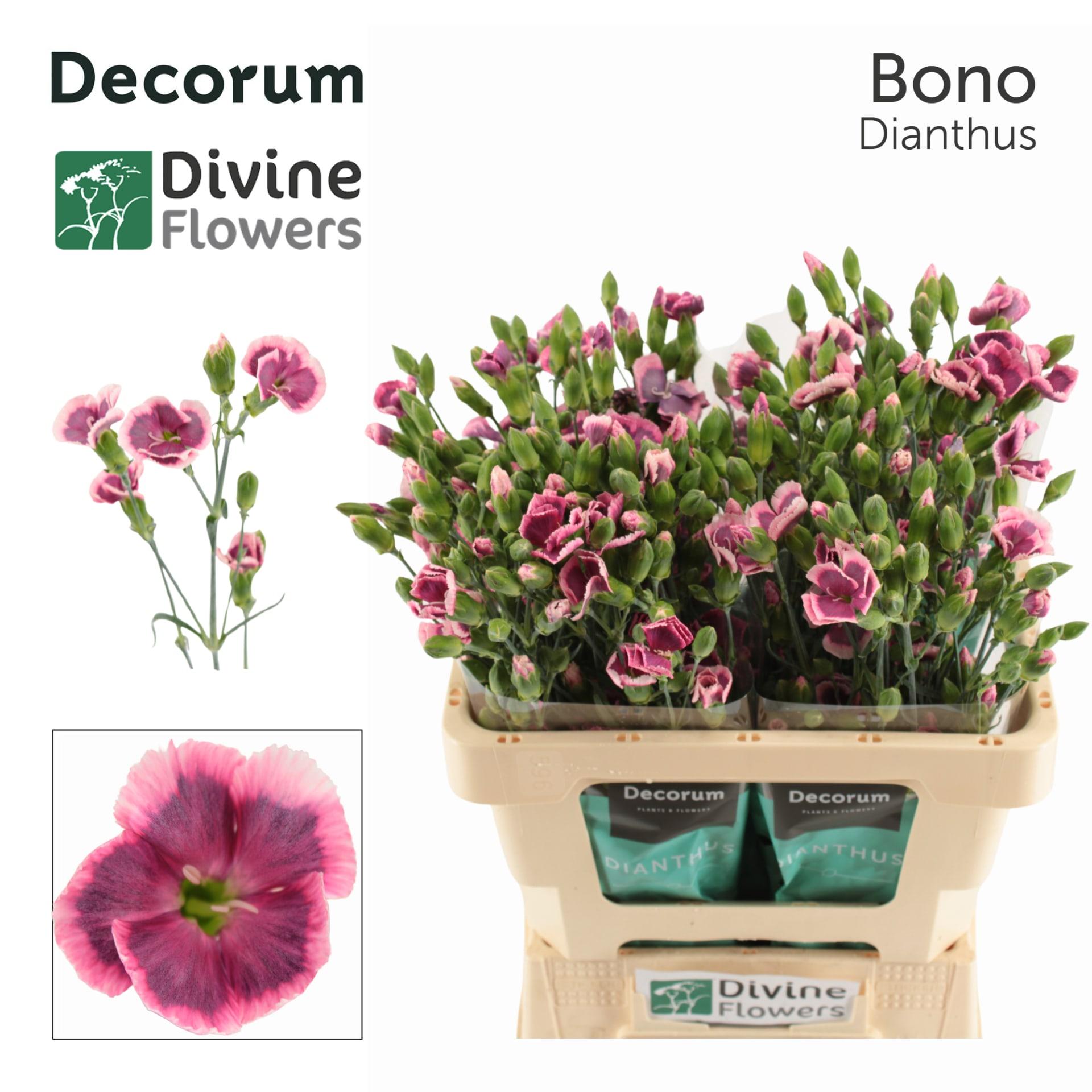 Срезанные цветы оптом Dianthus sp solomio bono от 60шт из Голландии с доставкой по России