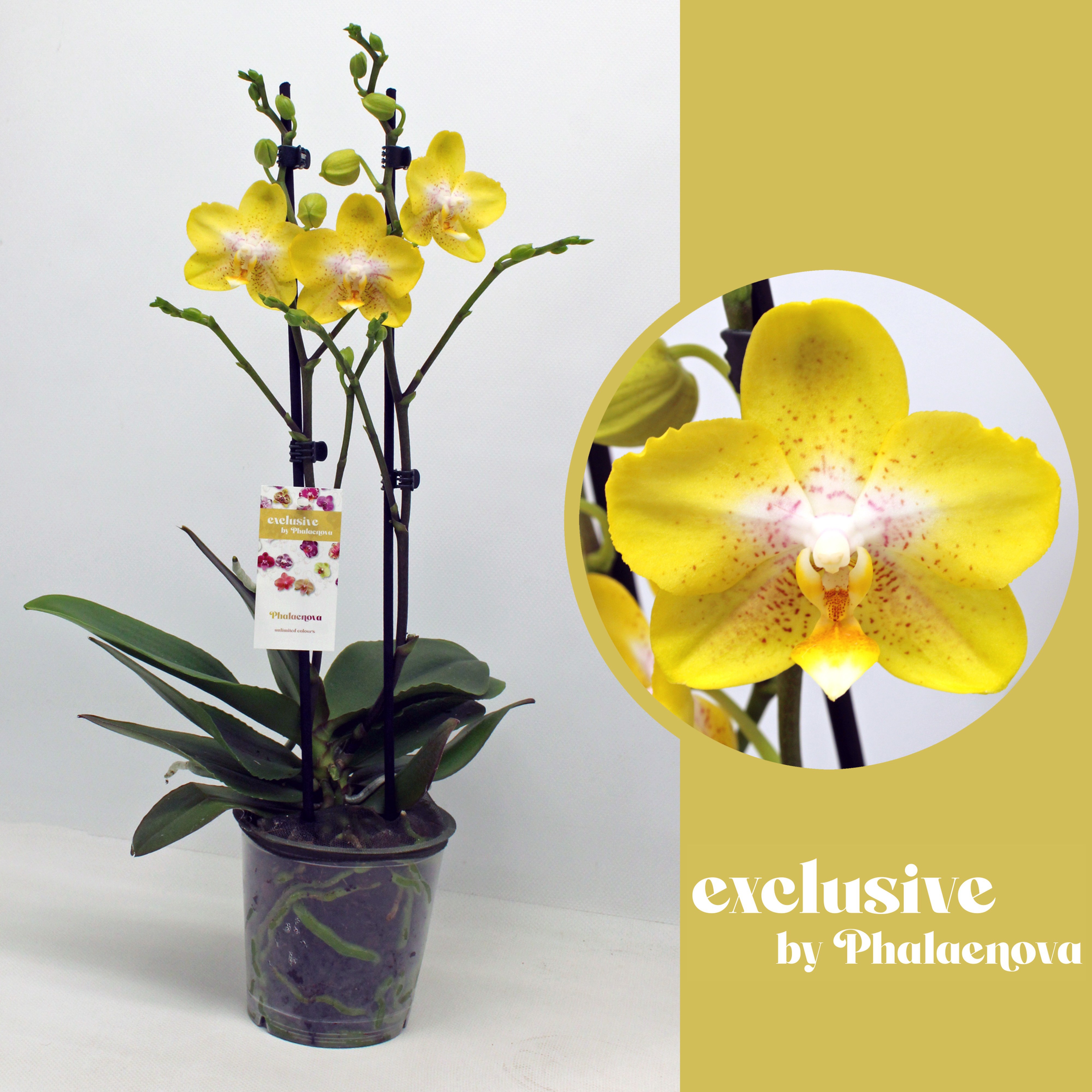 Горшечные цветы и растения оптом Phal Arezzo 2-tak 50 (groen) от 10шт из Голландии с доставкой по России