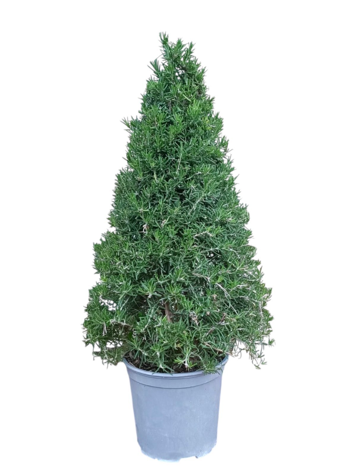 Горшечные цветы и растения оптом Rosmarinus Officinalis Pyramid от 3шт из Голландии с доставкой по России