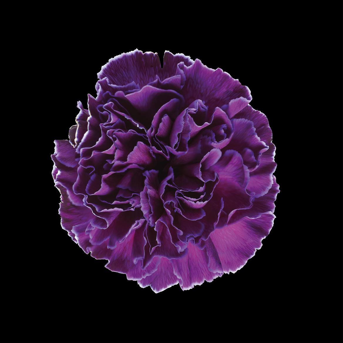 Срезанные цветы оптом Dianthus st paint violet от 80шт из Голландии с доставкой по России