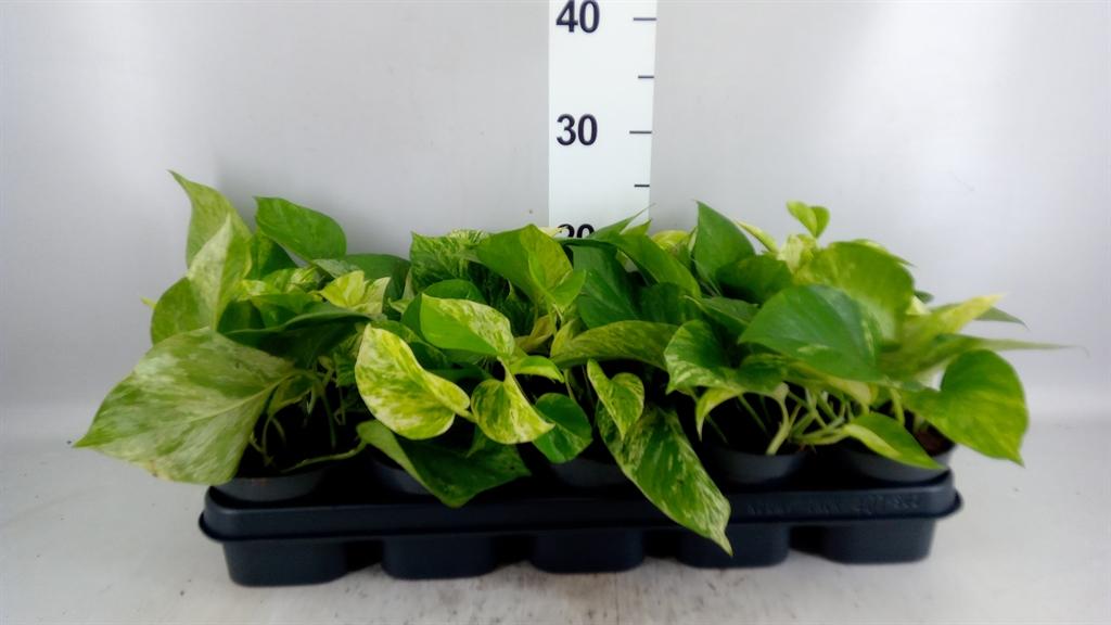 Горшечные цветы и растения оптом Epipremnum Marble Queen A от 10шт из Голландии с доставкой по России Горшечные цветы и растения оптом Epipremnum Marble Queen A от 10шт из Голландии с доставкой по России